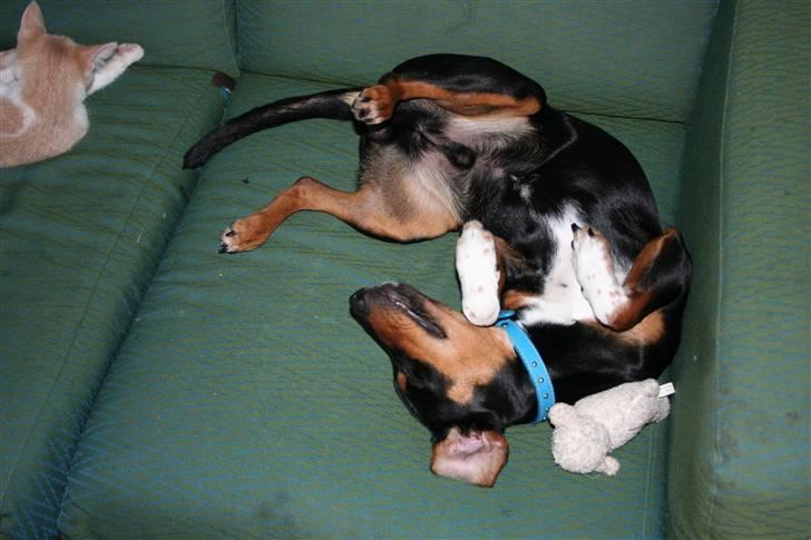 Blanding af racer Cult *SOLGT* - tager mig lige en morfar  ZZzzzzZ billede 4