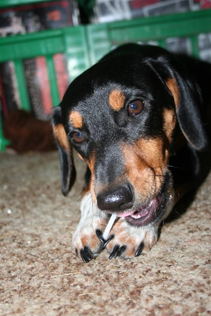 Blanding af racer Cult *SOLGT* - man den er god den her slikkepind :-) har arvet en sød tand fra min mor billede 5