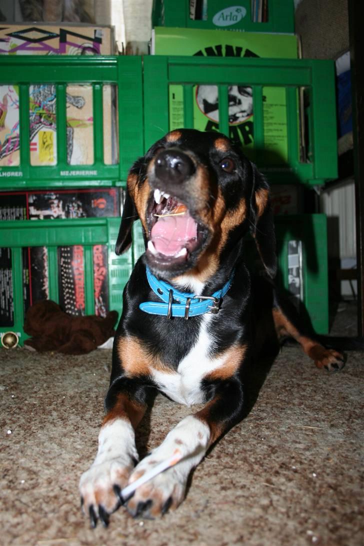 Blanding af racer Cult *SOLGT* - øv det klister fast til mine tænder  billede 6