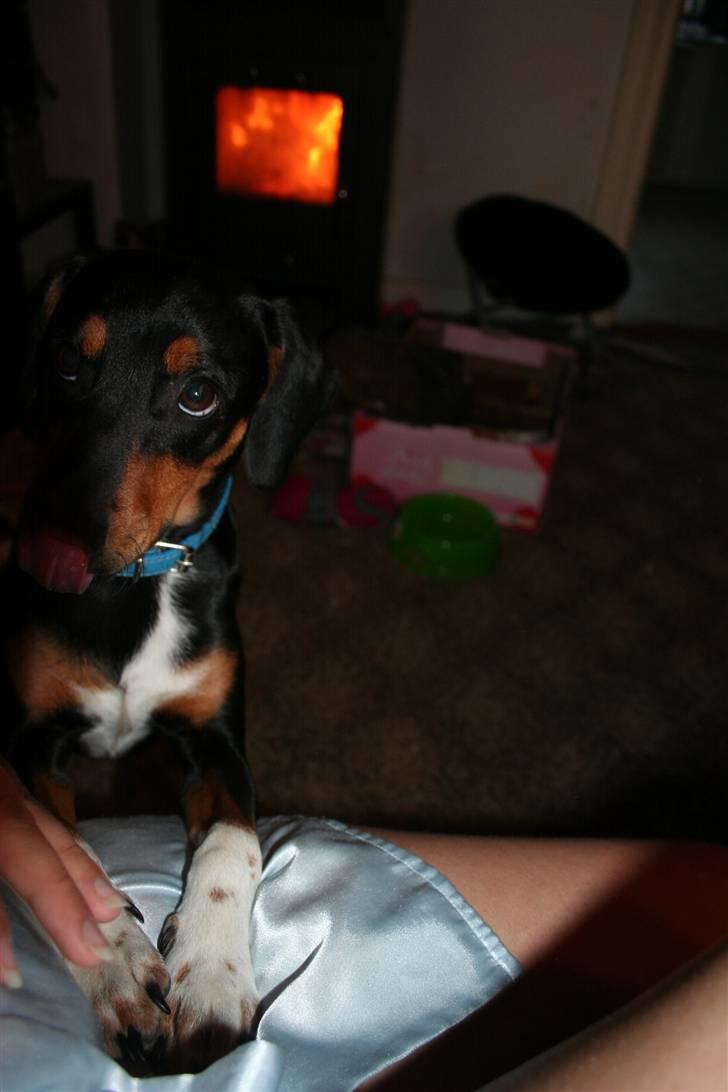 Blanding af racer Cult *SOLGT* - mig jeg kunne da ALDRIG minde på og lave ulykker .. ikke så tit OK.OK  så undskyld da billede 7