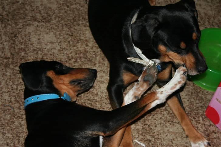 Blanding af racer Cult *SOLGT* - driller lige den gamler (min far) billede 8