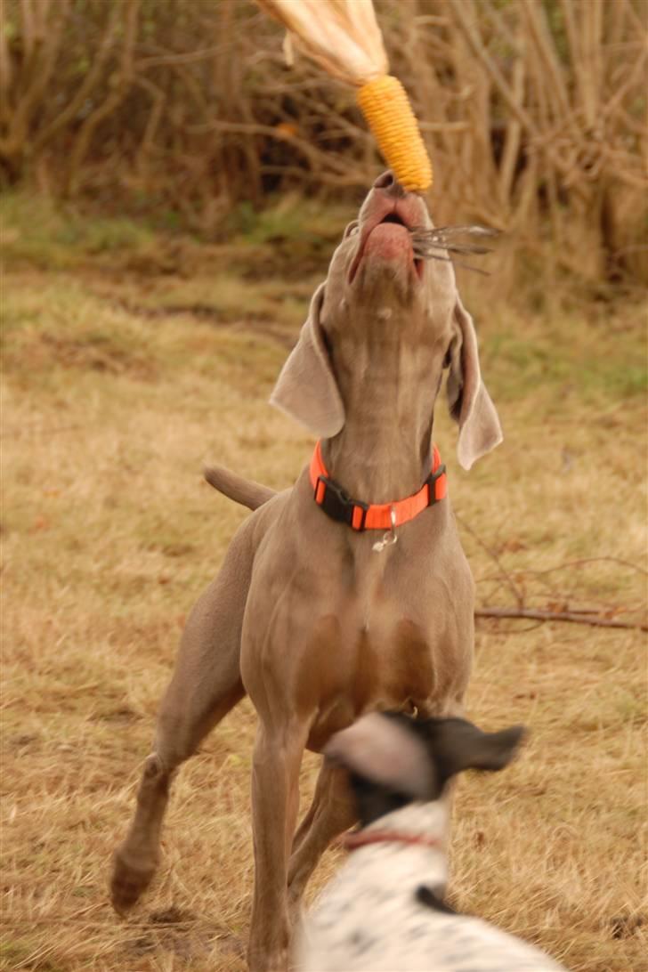 Weimaraner "Admiral (Jingo) "16.07. billede 2