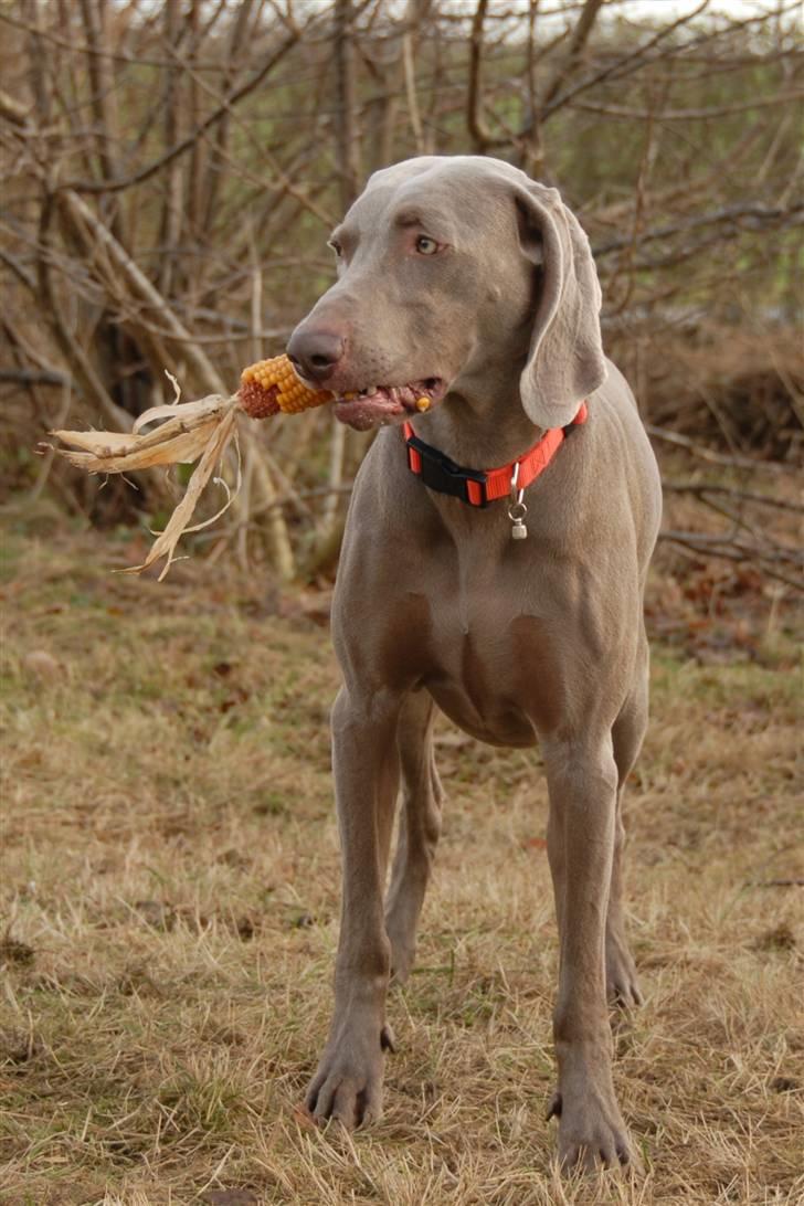 Weimaraner "Admiral (Jingo) "16.07. billede 3