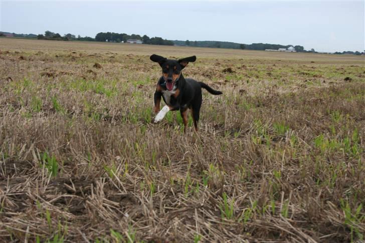 Blanding af racer Cult *SOLGT* - huhej kan næsten flyve har slået ørene ud  billede 9