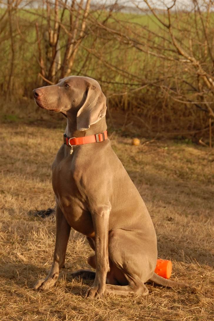 Weimaraner "Admiral (Jingo) "16.07. billede 4