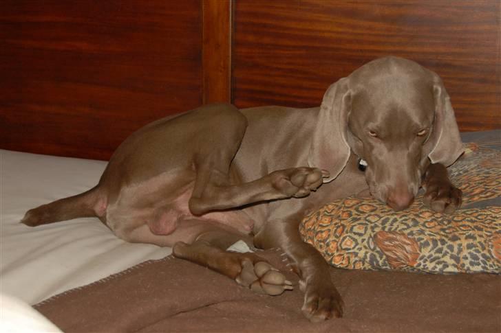 Weimaraner "Admiral (Jingo) "16.07. billede 5