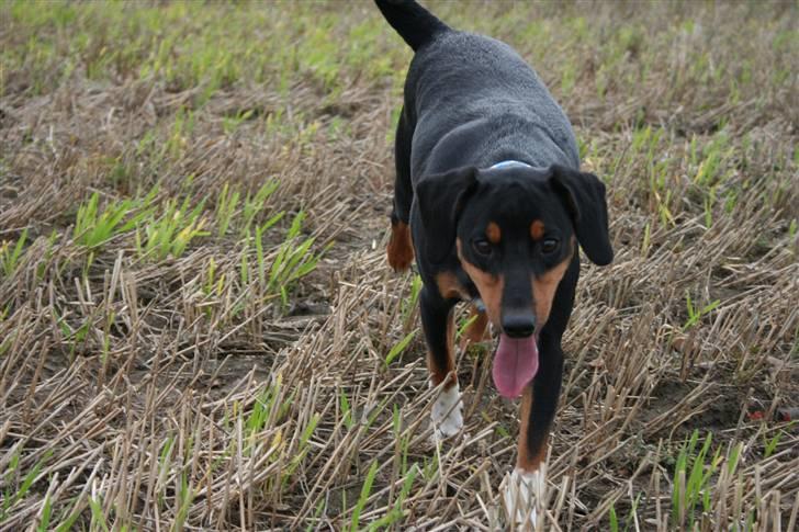 Blanding af racer Cult *SOLGT* - puha det var hård træning det lykkes mig nok i mprgen og lætte  billede 10