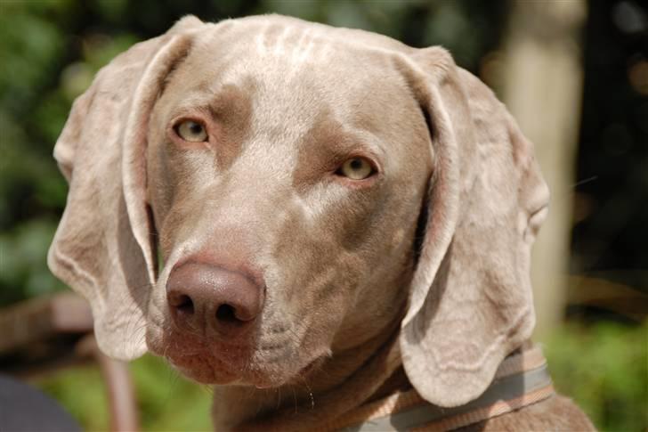 Weimaraner "Admiral (Jingo) "16.07. billede 6