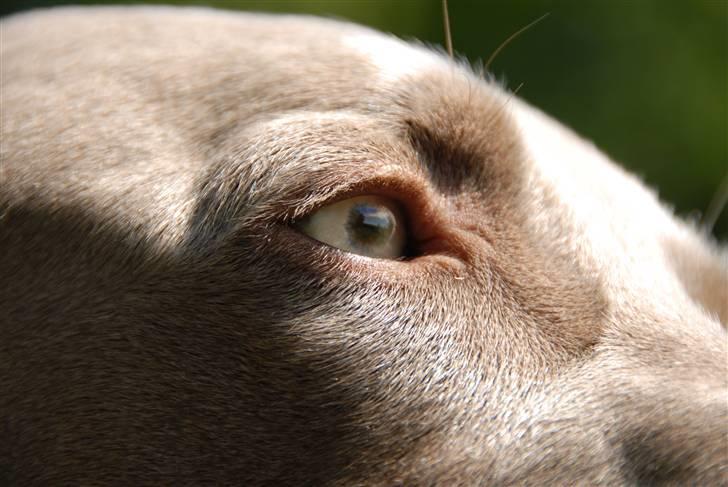 Weimaraner "Admiral (Jingo) "16.07. billede 7