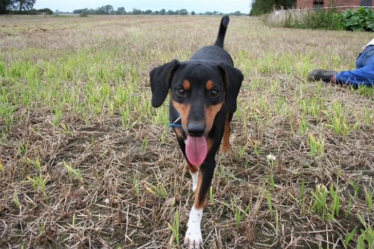 Blanding af racer Cult *SOLGT* billede 11