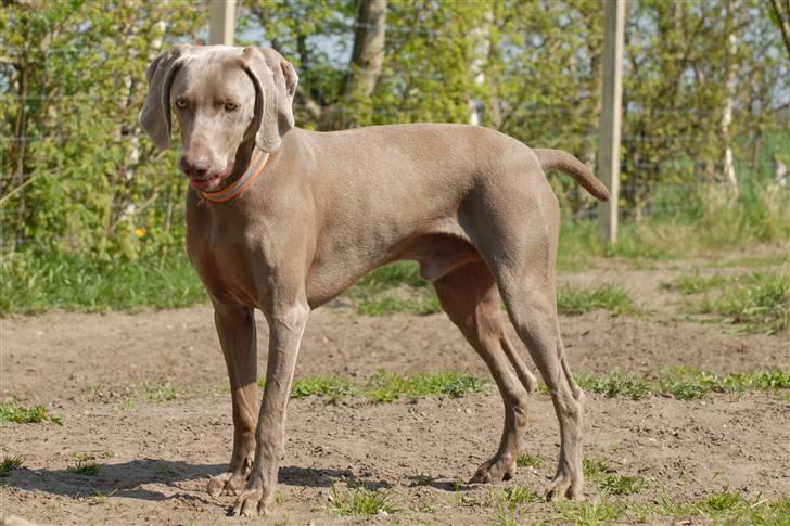 Weimaraner "Admiral (Jingo) "16.07. billede 8