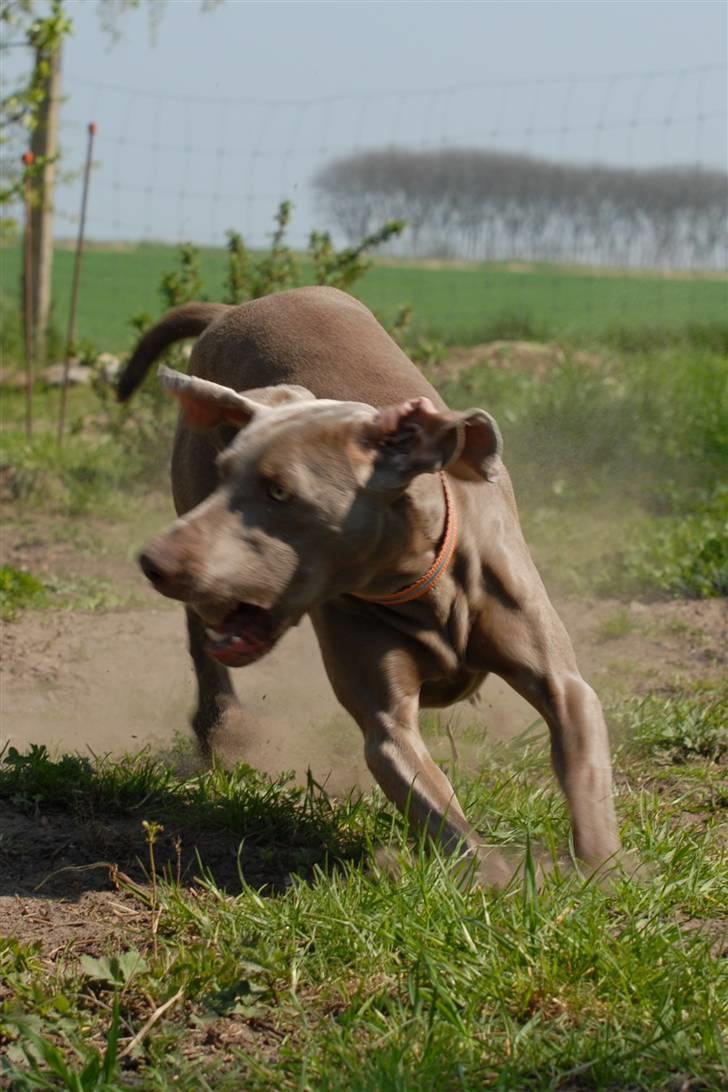 Weimaraner "Admiral (Jingo) "16.07. billede 9
