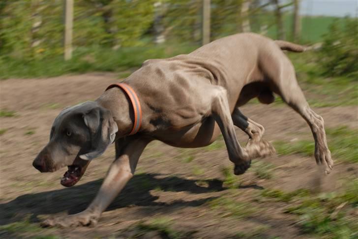 Weimaraner "Admiral (Jingo) "16.07. billede 10