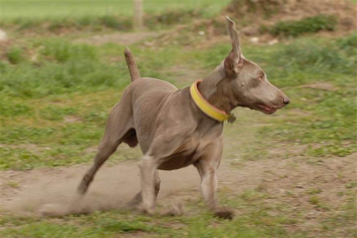 Weimaraner "Admiral (Jingo) "16.07. billede 11