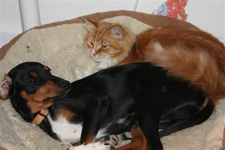 Blanding af racer Cult *SOLGT* - godmorgen ven sovet godt det har jeg  billede 13