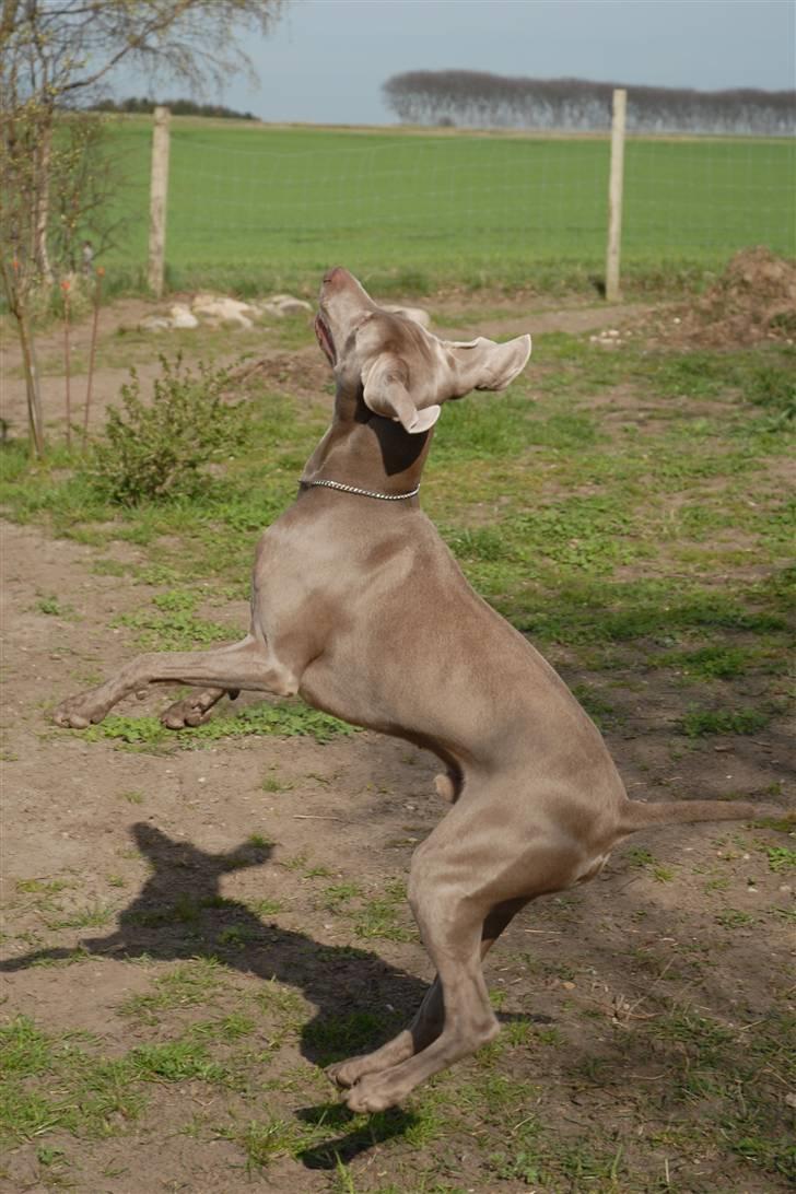 Weimaraner "Admiral (Jingo) "16.07. billede 12