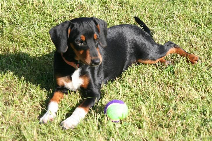 Blanding af racer Cult *SOLGT* - min boldt har selv fundet dem billede 14