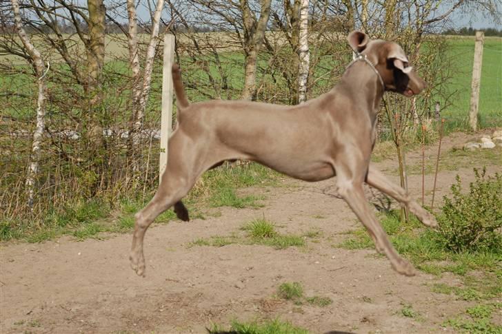 Weimaraner "Admiral (Jingo) "16.07. billede 13