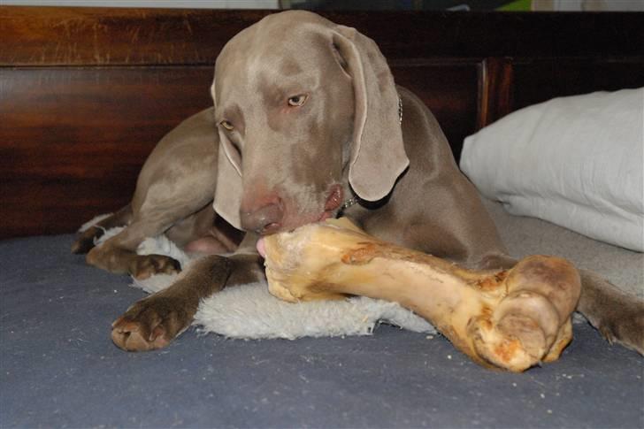 Weimaraner "Admiral (Jingo) "16.07. billede 14