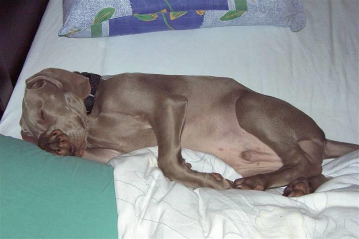 Weimaraner "Admiral (Jingo) "16.07. billede 15