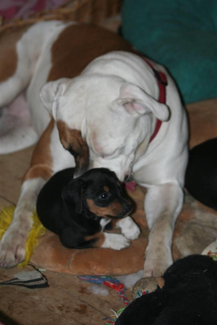 Blanding af racer Cult *SOLGT* - mig som stor baby med min pleje mor abby billede 15