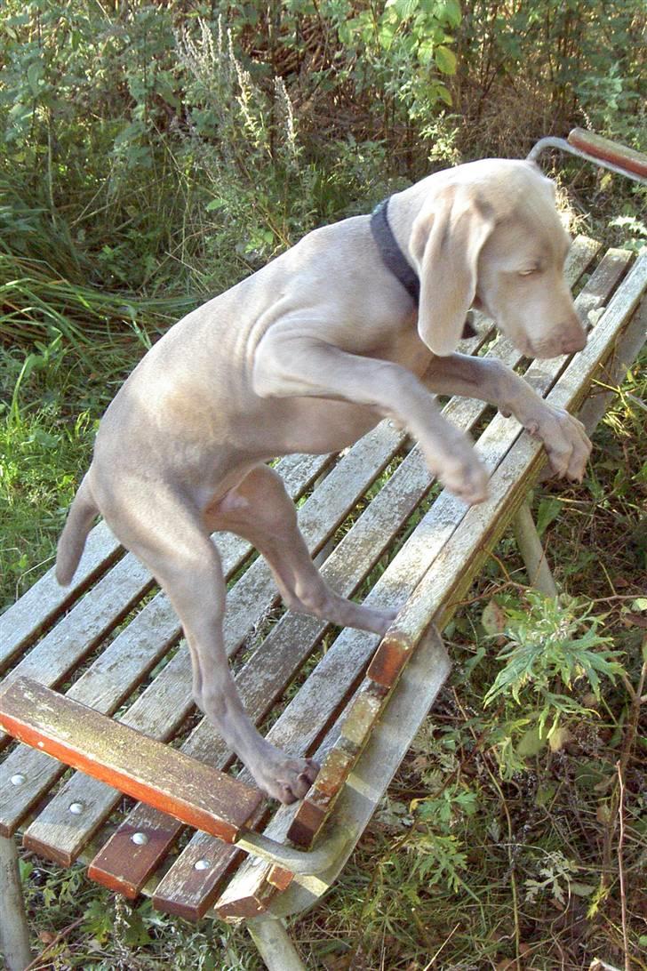 Weimaraner "Admiral (Jingo) "16.07. billede 16