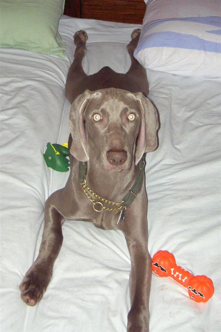 Weimaraner "Admiral (Jingo) "16.07. billede 17
