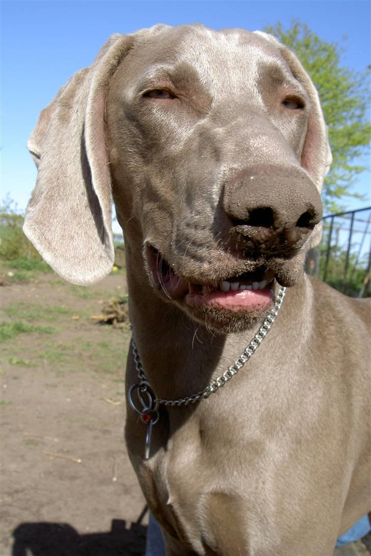 Weimaraner "Admiral (Jingo) "16.07. billede 18