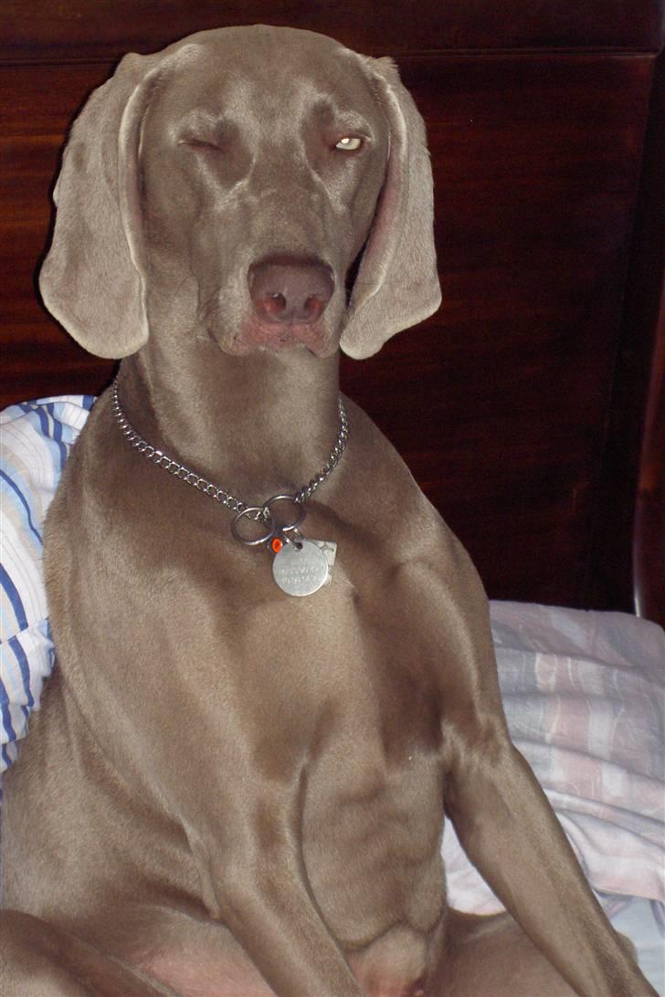 Weimaraner "Admiral (Jingo) "16.07. billede 19
