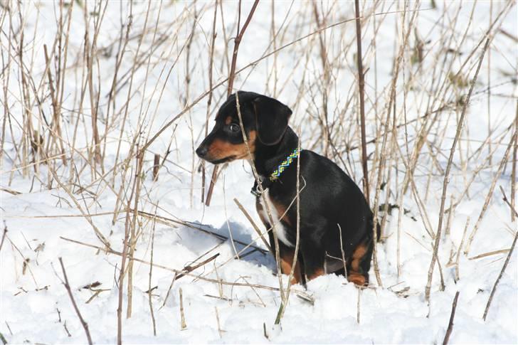 Blanding af racer Cult *SOLGT* - prøver og lege gemme leg men de grene er ikke tykke nok til og gemme sig bag  billede 17