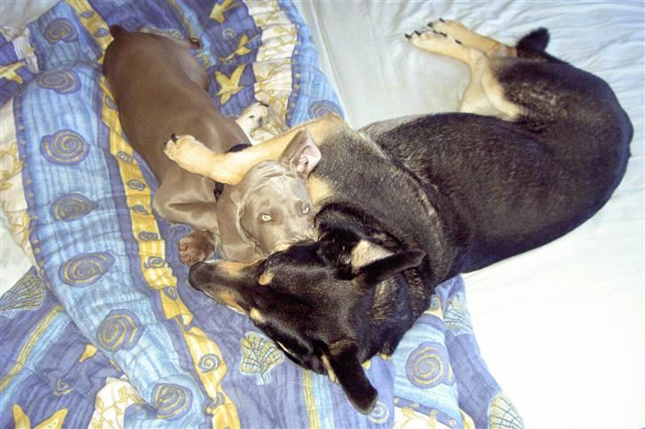 Weimaraner "Admiral (Jingo) "16.07. billede 20