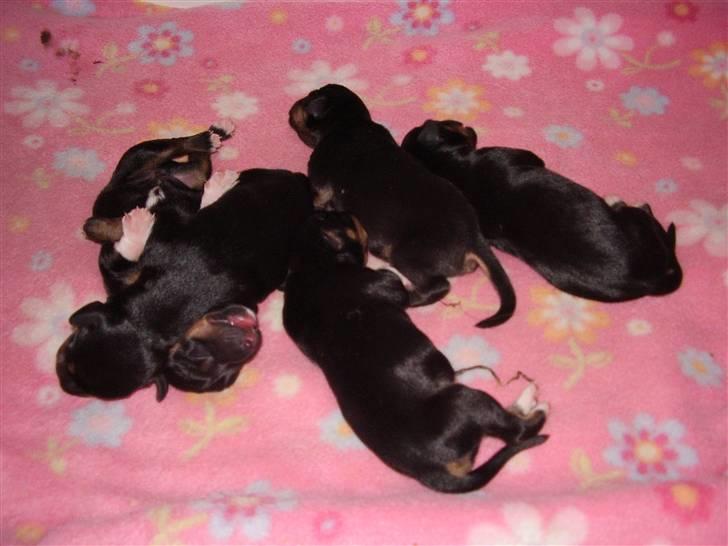 Blanding af racer Cult *SOLGT* - mig og mine søskene kan du gætte hvor jeg er :-) billede 18