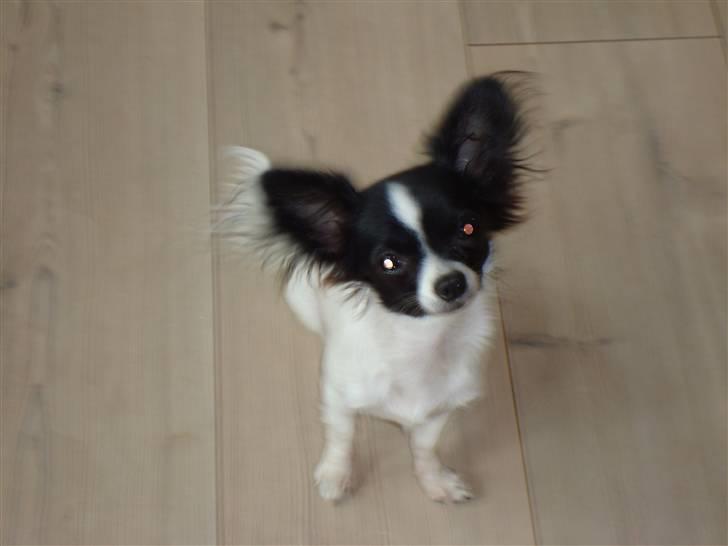 Chihuahua Fendi billede 3