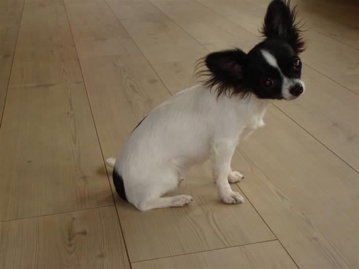 Chihuahua Fendi billede 4