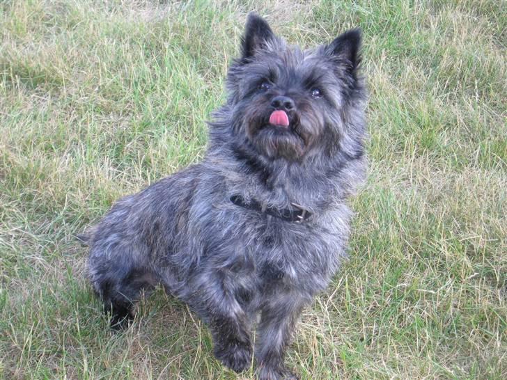 Cairn terrier Otto billede 7