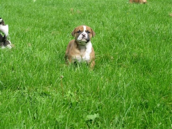 Amerikansk bulldog Morgan billede 15