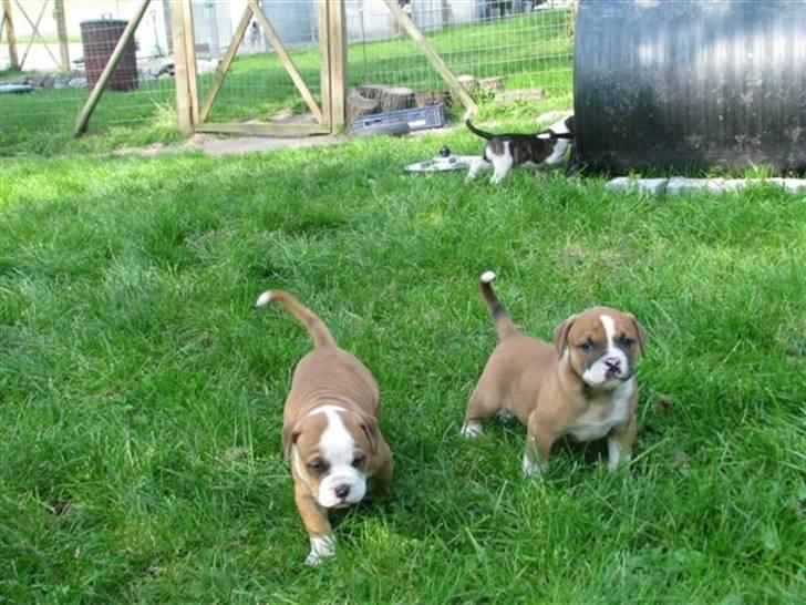 Amerikansk bulldog Morgan billede 16