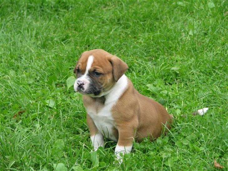 Amerikansk bulldog Morgan billede 17