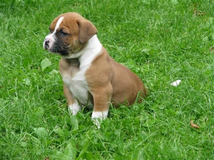 Amerikansk bulldog Morgan billede 18