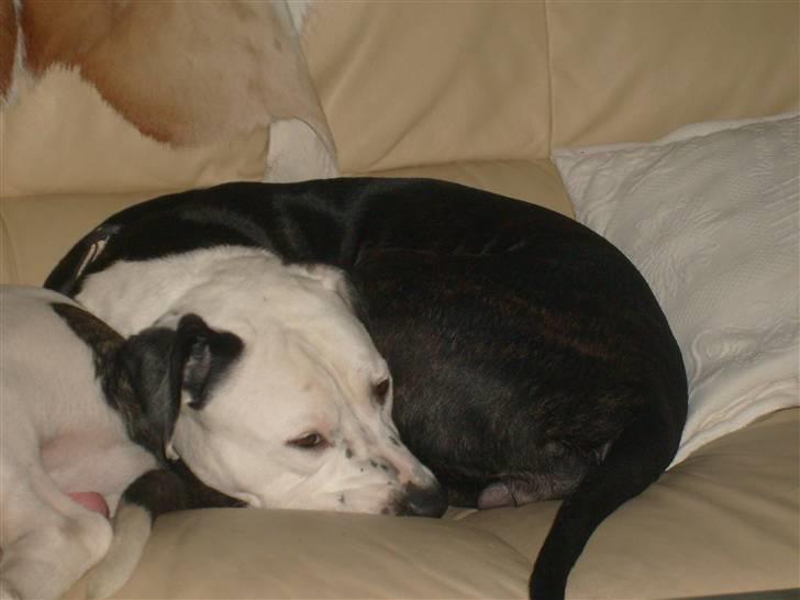 Blanding af racer Zitka - jeg er så træt, mor billede 1