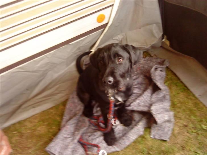 Blanding af racer Leopold - Leopold Der Er Med På Marked :) billede 8