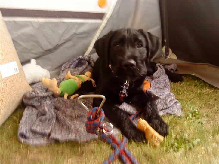 Blanding af racer Leopold - Med På Marked. billede 9