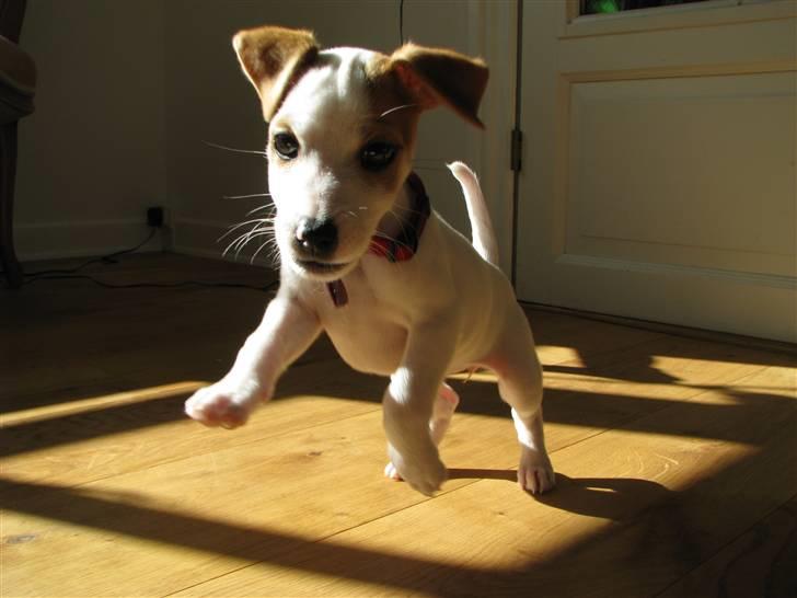 Jack russell terrier Mille - I fuld firspring billede 13