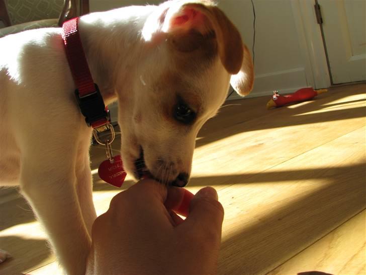 Jack russell terrier Mille billede 14