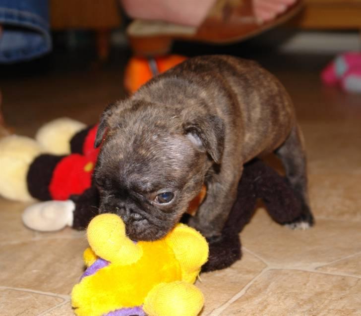 Fransk bulldog Rocko billede 4