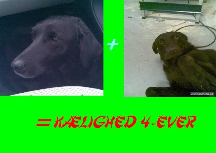 Labrador retriever Luna billede 7