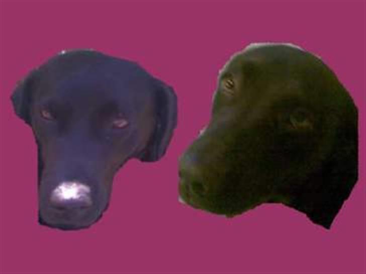 Labrador retriever Luna billede 8