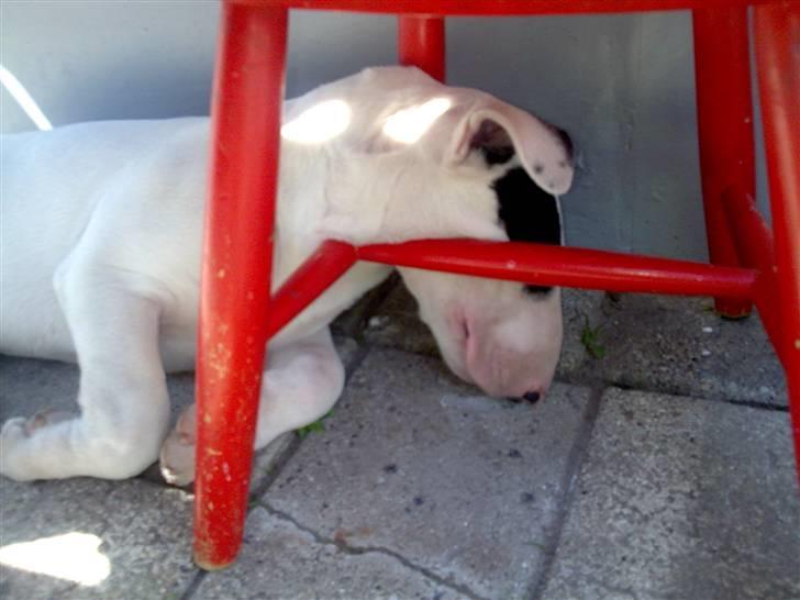 Bullterrier diva (grise pigen) - jeg kan sove alle steder(10 uger) billede 12