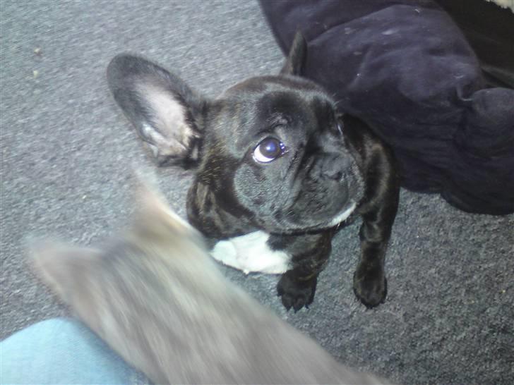 Fransk bulldog Charco billede 1