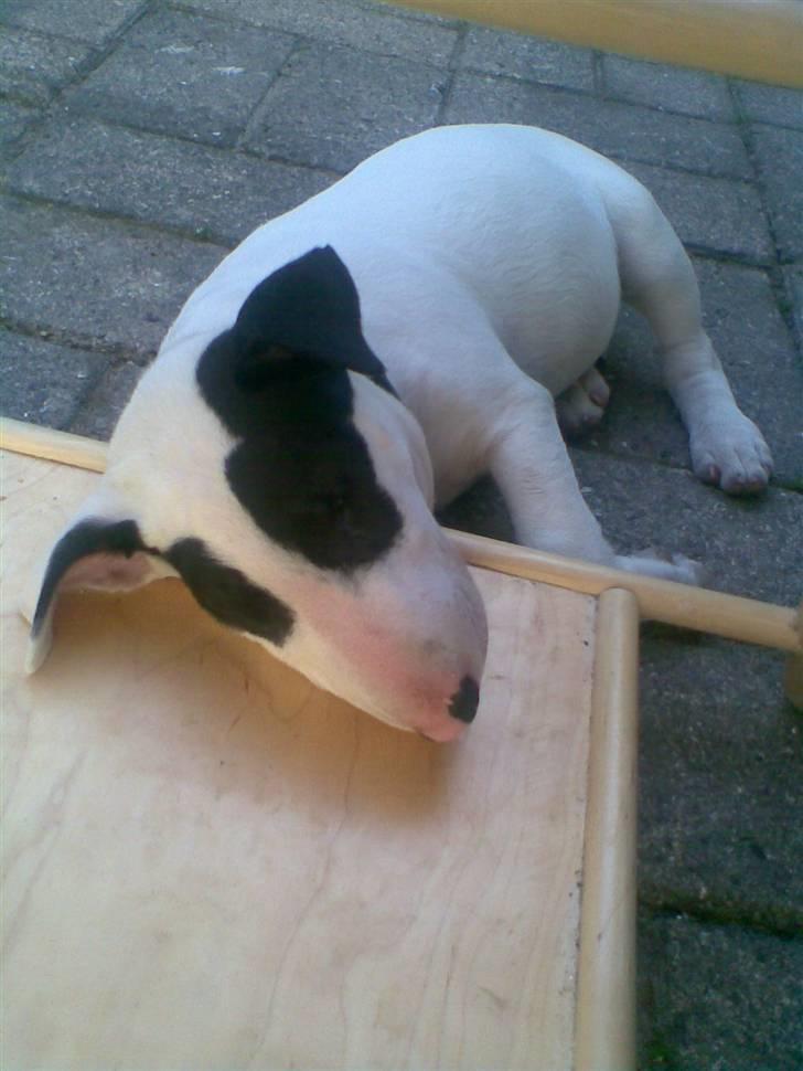 Bullterrier diva (grise pigen) - Zzzzzzzzz Zzzzzzz billede 13